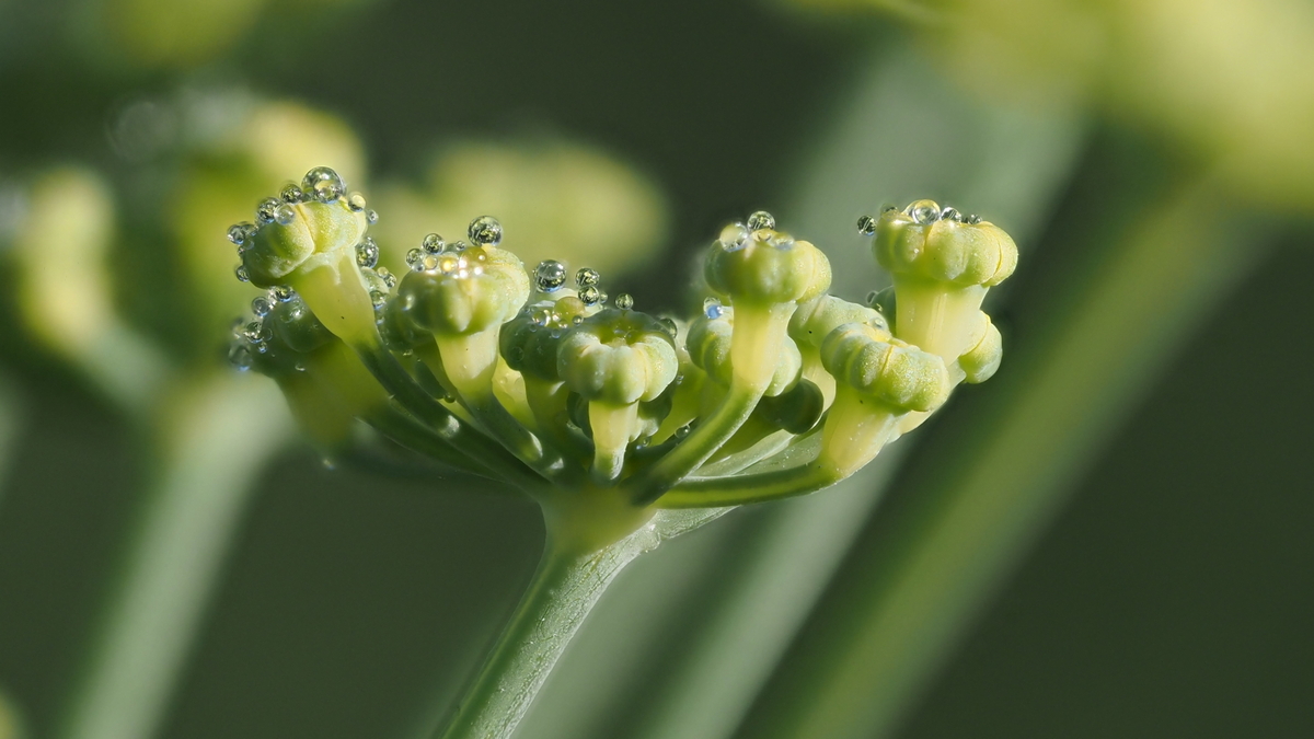 Fenchelblüte mit Morgentau