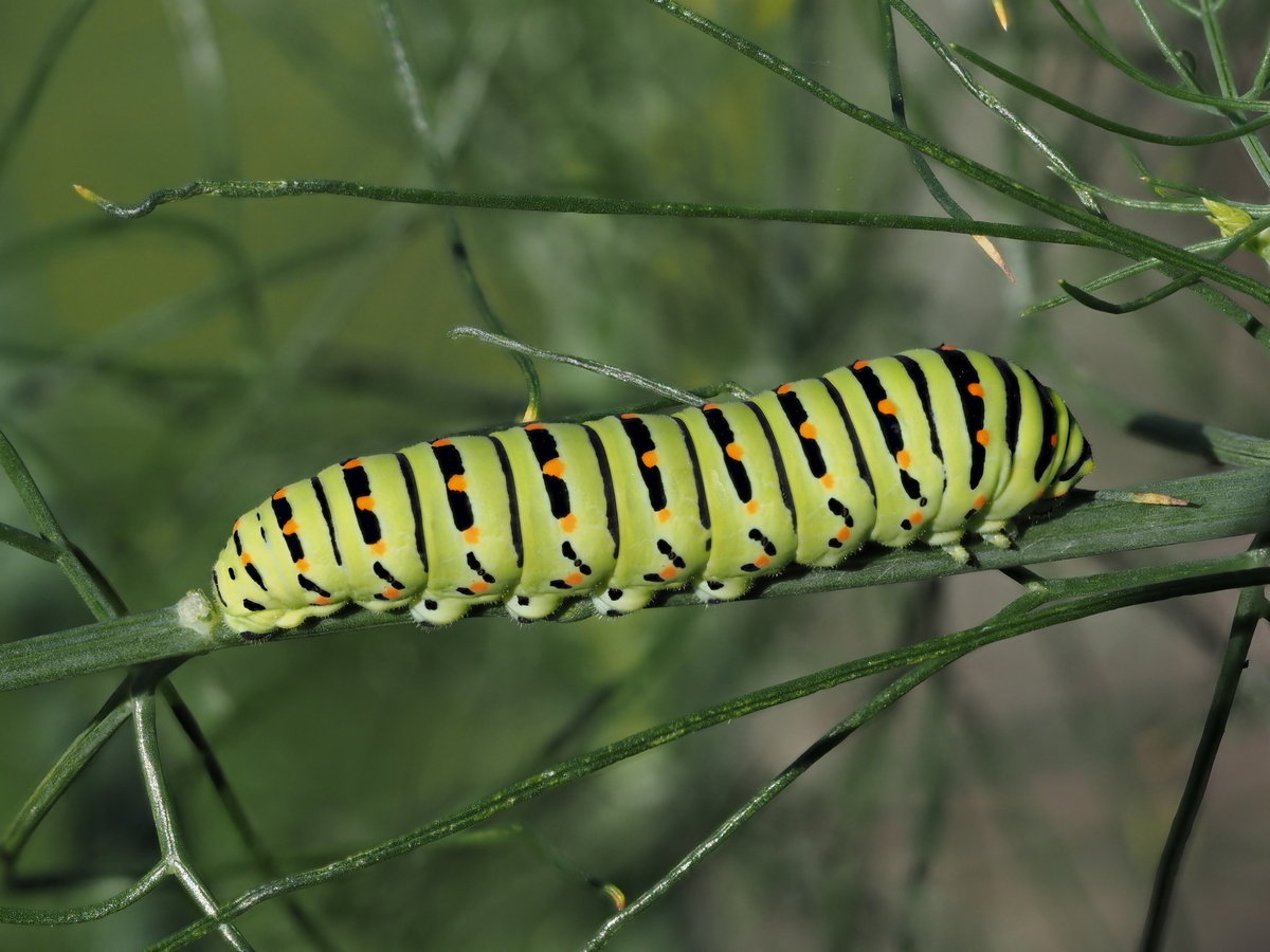 große Raupe des Schwalbenschwanz